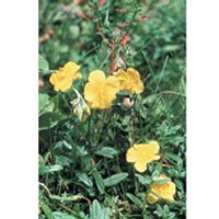 Rock Rose Dropper, 0.25 oz, Flower Essence Services