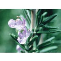 Rosemary Dropper, 1 oz, Flower Essence Services