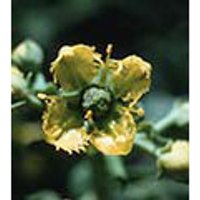 Rue Dropper, 1 oz, Flower Essence Services