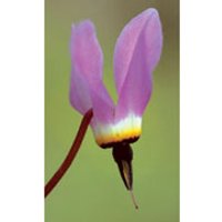 Shooting Star Dropper, 1 oz, Flower Essence Services