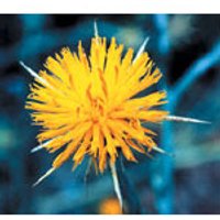 Star Thistle Dropper, 0.25 oz, Flower Essence Services