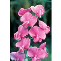 Sweet Pea Dropper, 0.25 oz, Flower Essence Services
