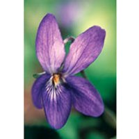 Violet Dropper, 0.25 oz, Flower Essence Services