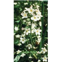 Water Violet Dropper, 1 oz, Flower Essence Services