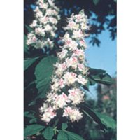 White Chestnut Dropper, 0.25 oz, Flower Essence Services