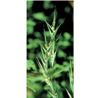 Wild Oat Dropper, 0.25 oz, Flower Essence Services