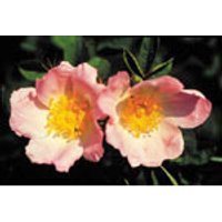 Wild Rose Dropper, 0.25 oz, Flower Essence Services