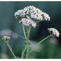 Yarrow Dropper, 1 oz, Flower Essence Services
