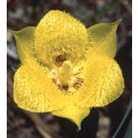 Yellow Star Tulip Dropper, 0.25 oz, Flower Essence Services