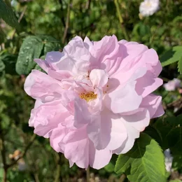 Destillations-Workshops in Hamburg