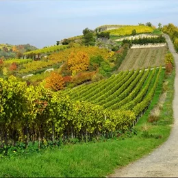 Nachhaltig und Innovativ - Weinwanderung Bad Dürkheim in Bad Dürkheim