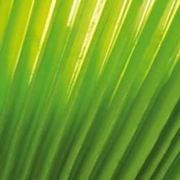 Jazz unter Palmen in Insel Mainau