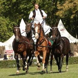 Neustädter Hengstparade in Neustadt (Dosse)