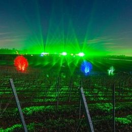 Bad Dürkheimer Weinbergnacht in Bad Dürkheim