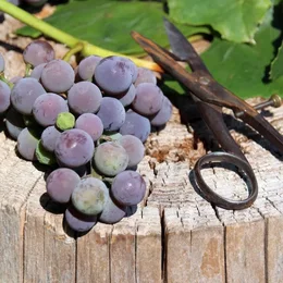 Flörsheimer Weinseminar in Flörsheim am Main