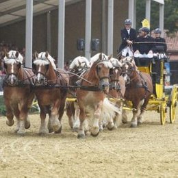 Warendorfer Hengstparade in Warendorf