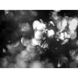 Salzburger Festspiele 2025 - PRESALE: Oedipus Rex — Wiener Philharmoniker · Viotti in Gars am Kamp