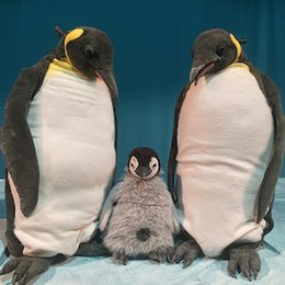 2025/26 - 2. Halbjahr - Kinderkultur - marotte Theater - Pit Pinguin in Freiburg im Breisgau