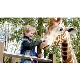 Kinderveranstaltungen Billstedt - Mein Freund, die Girraffe in Hamburg