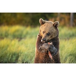 WunderWelten im Augustinum: Finnland - Von wilden Bären und glücklichen Menschen - Live-Reportage von und mit Ruth & Jürgen Habe in Heidelberg