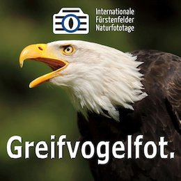 Workshops & Seminare - WS Greifvogelfotografie in Fürstenfeldbruck