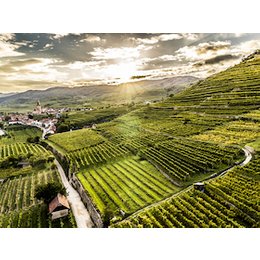 Kostenpflichtige Veranstaltungen - Masterclass: Grüner Veltliner - Die Vielfalt Niederösterreichs im Glas in Leonding