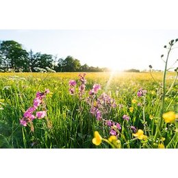 Traufgänge Scout Wanderungen - Albtypisches und Burgblick in Albstadt-Pfeffingen