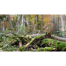 Traufgänge Scout Wanderungen - Unterwegs im Bannwald Untereck in Albstadt-Laufen