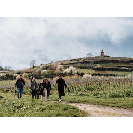 Frühlings-Genusstour - Frühlings-Genusstour mit Mandeln und Wein in Bad Dürkheim