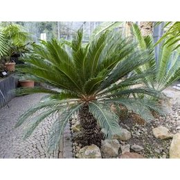 Sonderführungen Botanischer Garten - Führung: