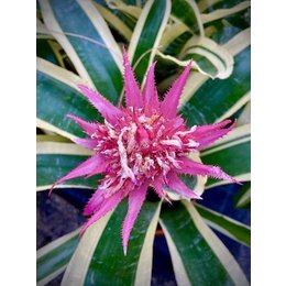 Sonderführungen Botanischer Garten - Führung: Bromelien im Loki-Schmidt-Garten in Hamburg