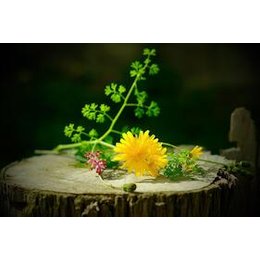 Erlebnisseminare 2026 - Wildkräuter-Führung mit Workshop im Abtei-Park in Pulheim