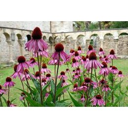 Erlebnisseminare 2026 - Workshop: Klosterkräuter und deren Verwendung in Pulheim