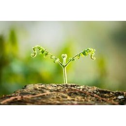 Erlebnisseminare 2026 - Klang und Pflanzenmärchen im Klostergarten in Pulheim