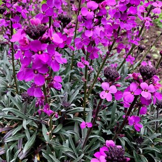 Erysimum Bowles Mauve (3 x 2L Pot)