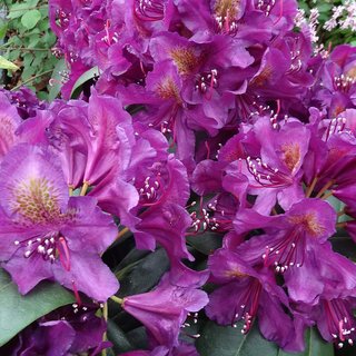 Rhododendron Marcel Menard (4.5L Pot)