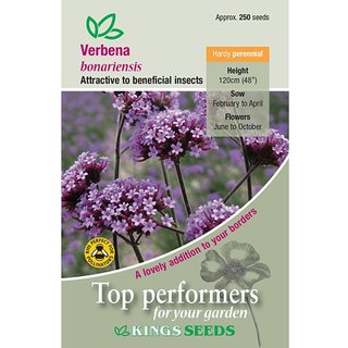 Verbena Bonariensis