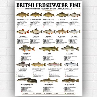 British Freshwater Fish Poster A3 – Freshwater Fish Identification Chart – UK River, Lake & Canal Species Guide