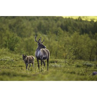 Adopt a Reindeer Gift Package - 3 Adoption Levels, Personalised Plaque & Park Entry at Wildwood Trust - Ideal for Animal Lovers & Unique Gifting | Wow