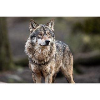 Adopt a Wolf at Wildwood Trust - 3 Package Levels, Personalised Plaque, Certificate & Entrance Tickets - Gift Options Available | Wowcher