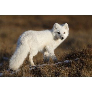 Adopt an Arctic Fox Gift Pack - 3 Adoption Levels, Personalised Plaque & Certificate - Wildwood Trust, Kent - Includes Park Entry & Exclusive Photo |