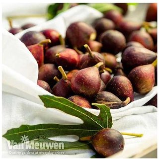 Little Miss Figgy Compact Patio Fig Tree - Sweet Fruit, Easy Care | Wowcher