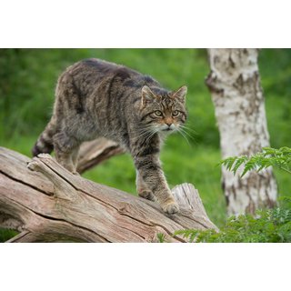 Adopt a Wildcat Experience - 3 Adoption Pack Options with Certificates, Photos & Wildwood Kent Entry - Wildwood Trust - Gift Friendly | Wowcher