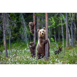 Adopt a Bear Experience - 3 Adoption Pack Options with Certificates, Photos & Park Entry at Wildwood Trust - Perfect Gift Idea | Wowcher