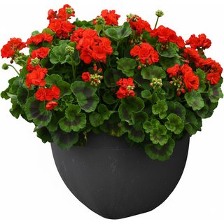 Geranium 'Best Red' F1 Hybrid - Uniform, Vigorous Garden Performer | Wowcher