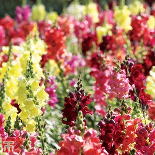 Antirrhinum nanum 'Dwarf Bedding Mix' - Seeds
