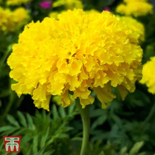 Marigold 'Discovery Yellow' (African) F1 - Seeds