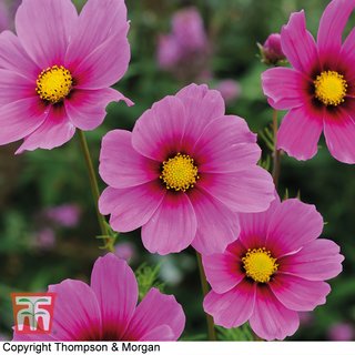 Cosmos bipinnatus 'Versailles Tetra' - Seeds