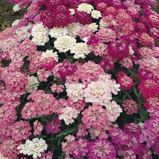 Candytuft 'Dwarf Fairy Mix' - Seeds