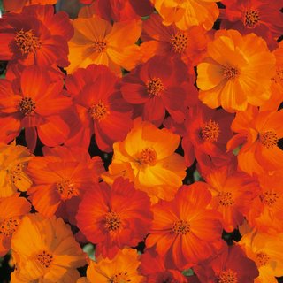 Cosmos sulphureus 'Polidor' - Seeds